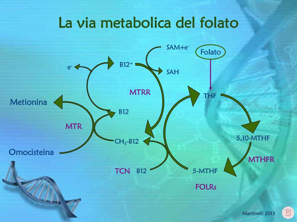 Omocisteina MTR B12 CH 3 -B12 TCN