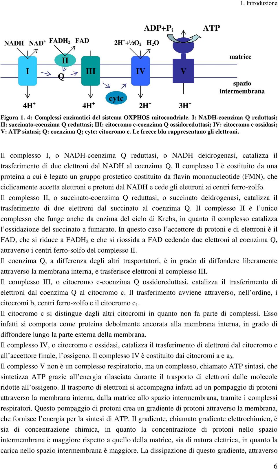 I: NADH-coenzima Q reduttasi; II: succinato-coenzima Q reduttasi; III: citocromo c-coenzima Q ossidoreduttasi; IV: citocromo c ossidasi; V: ATP sintasi; Q: coenzima Q; cytc: citocromo c.