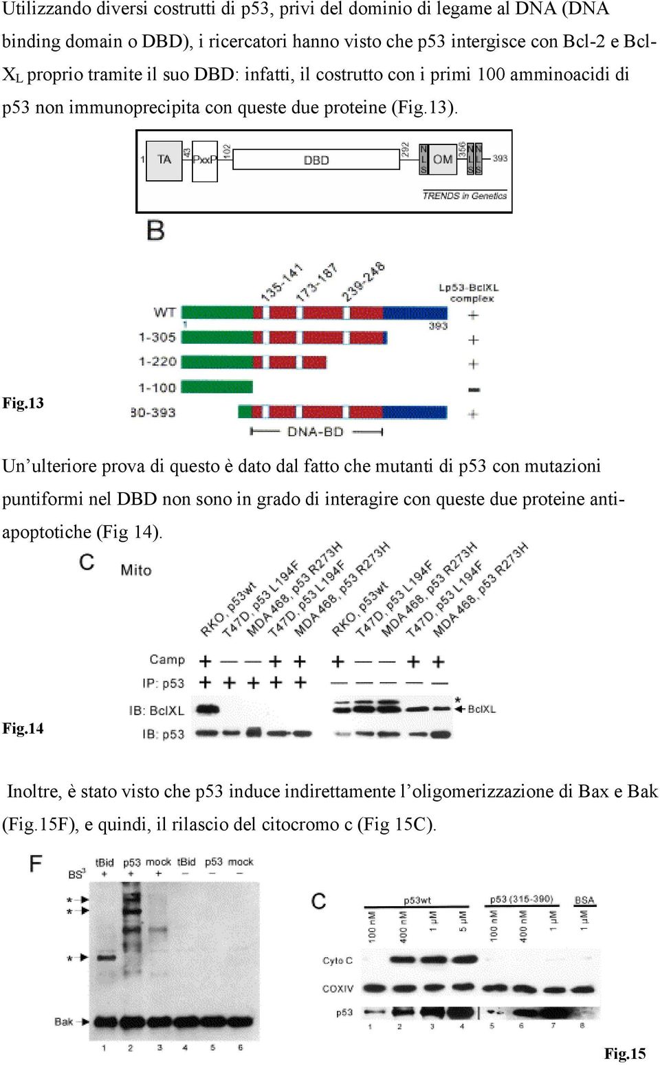 13 Un ulteriore prova di questo è dato dal fatto che mutanti di p53 con mutazioni puntiformi nel DBD non sono in grado di interagire con queste due proteine