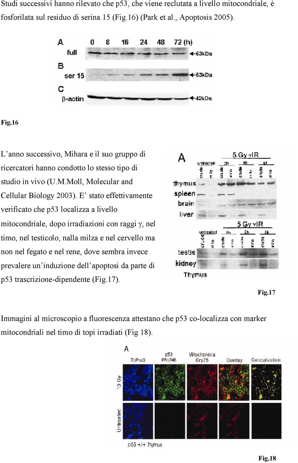 E stato effettivamente verificato che p53 localizza a livello mitocondriale, dopo irradiazioni con raggi γ, nel timo, nel testicolo, nalla milza e nel cervello ma non nel fegato e nel rene,