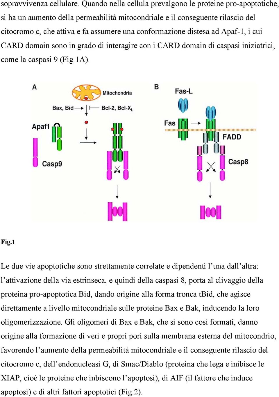 distesa ad Apaf-1, i cui CARD domain sono in grado di interagire con i CARD domain di caspasi iniziatrici, come la caspasi 9 (Fig 1A). Fig.