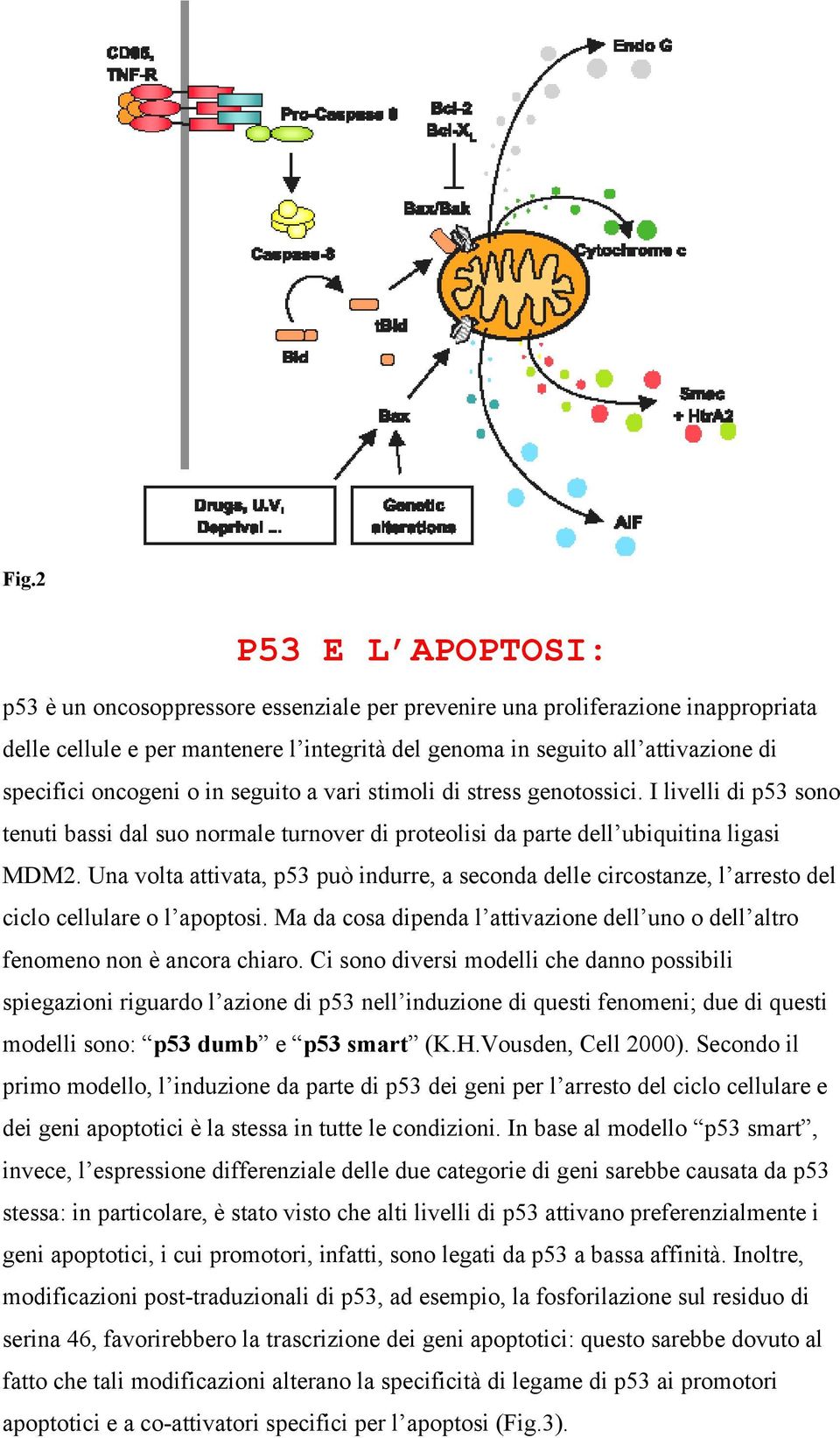 Una volta attivata, p53 può indurre, a seconda delle circostanze, l arresto del ciclo cellulare o l apoptosi. Ma da cosa dipenda l attivazione dell uno o dell altro fenomeno non è ancora chiaro.