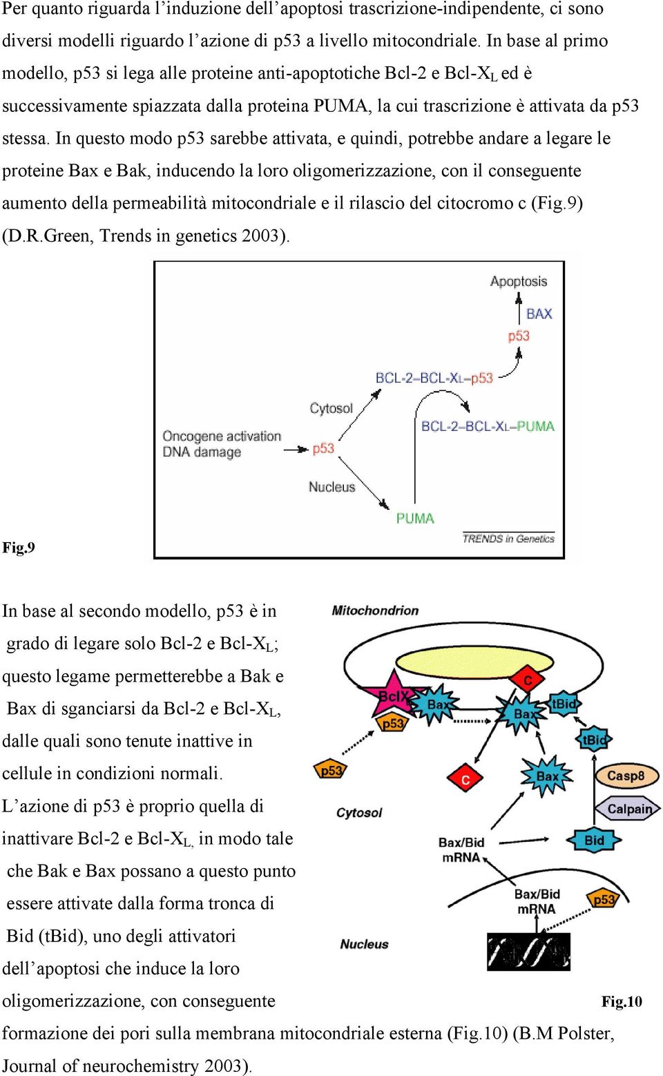 In questo modo p53 sarebbe attivata, e quindi, potrebbe andare a legare le proteine Bax e Bak, inducendo la loro oligomerizzazione, con il conseguente aumento della permeabilità mitocondriale e il