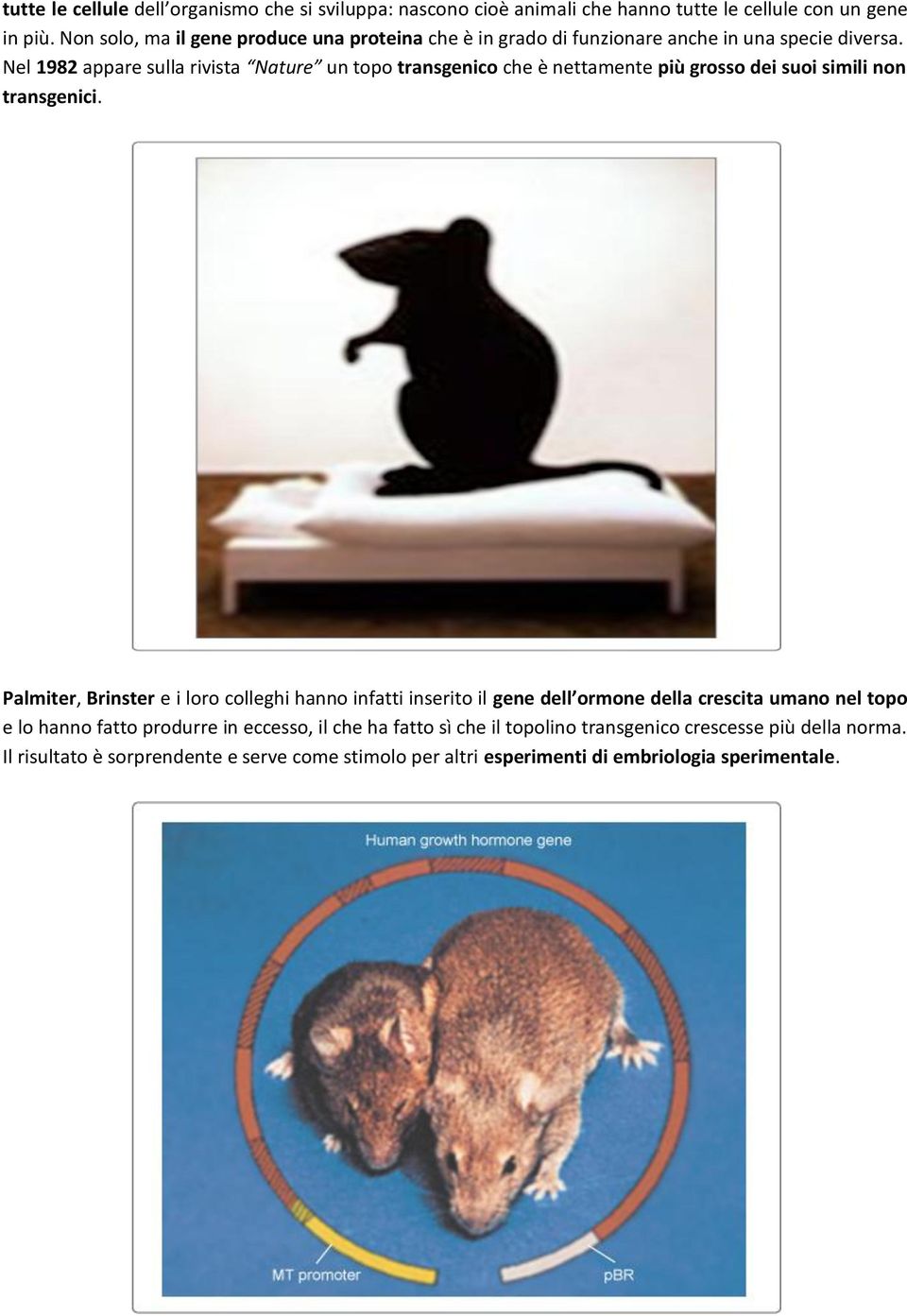 Nel 1982 appare sulla rivista Nature un topo transgenico che è nettamente più grosso dei suoi simili non transgenici.