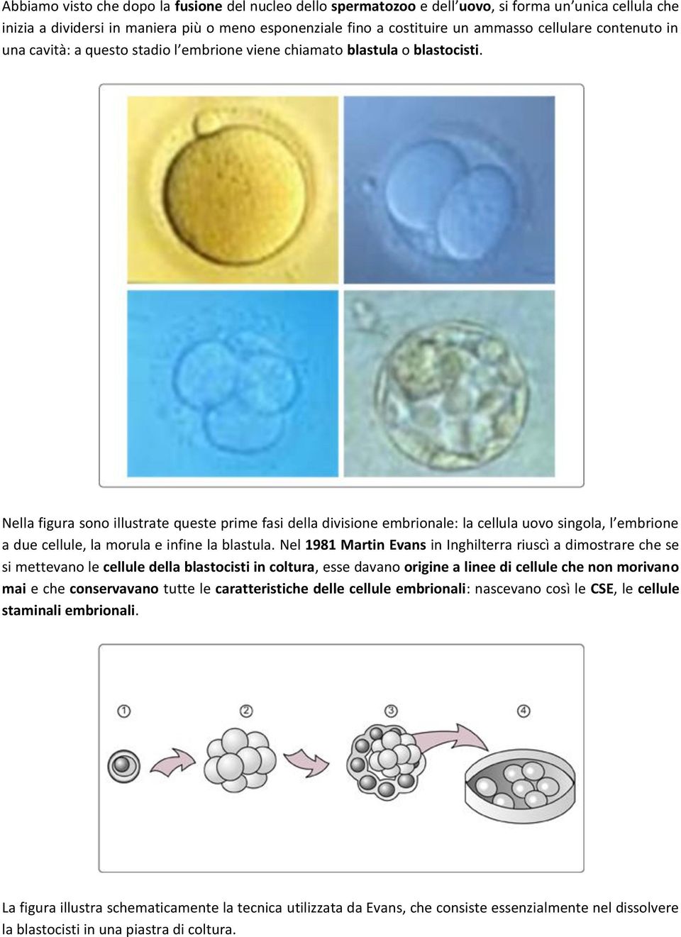 Nella figura sono illustrate queste prime fasi della divisione embrionale: la cellula uovo singola, l embrione a due cellule, la morula e infine la blastula.