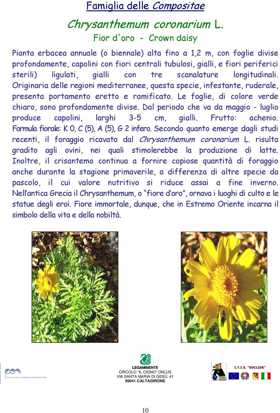 gialli con tre scanalature longitudinali. Originaria delle regioni mediterranee, questa specie, infestante, ruderale, presenta portamento eretto e ramificato.