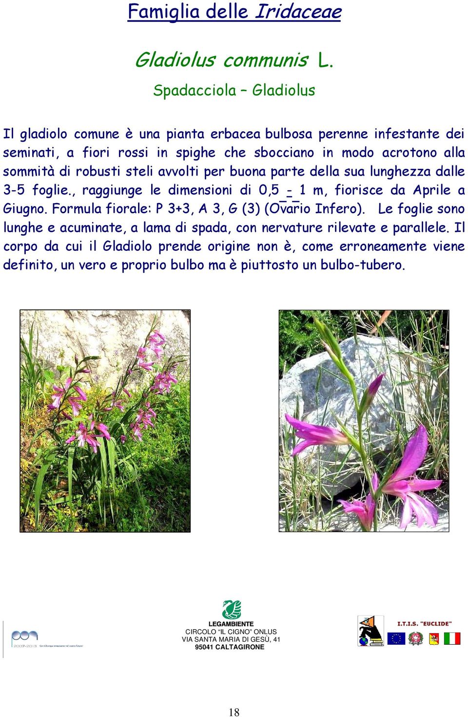 robusti steli avvolti per buona parte della sua lunghezza dalle 3-5 foglie., raggiunge le dimensioni di 0,5-1 m, fiorisce da Aprile a Giugno.