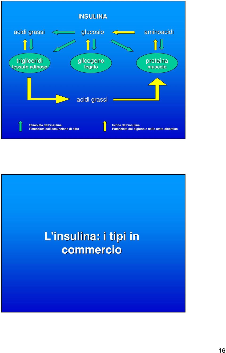 insulina Potenziata dall assunzione di cibo Inibita dall insulina