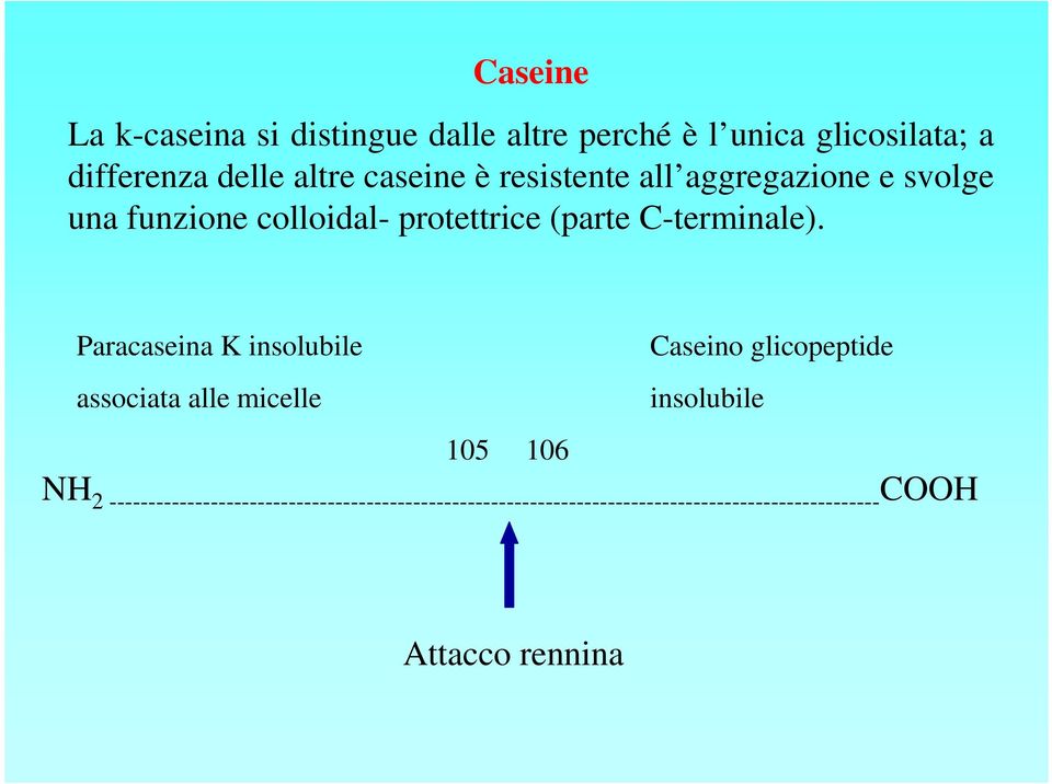 Paracaseina K insolubile associata alle micelle Caseino glicopeptide insolubile 105 106 NH 2