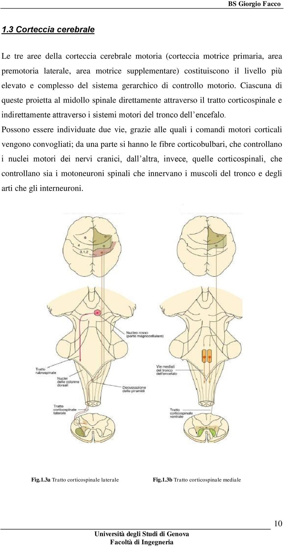 Ciascuna di queste proietta al midollo spinale direttamente attraverso il tratto corticospinale e indirettamente attraverso i sistemi motori del tronco dell encefalo.