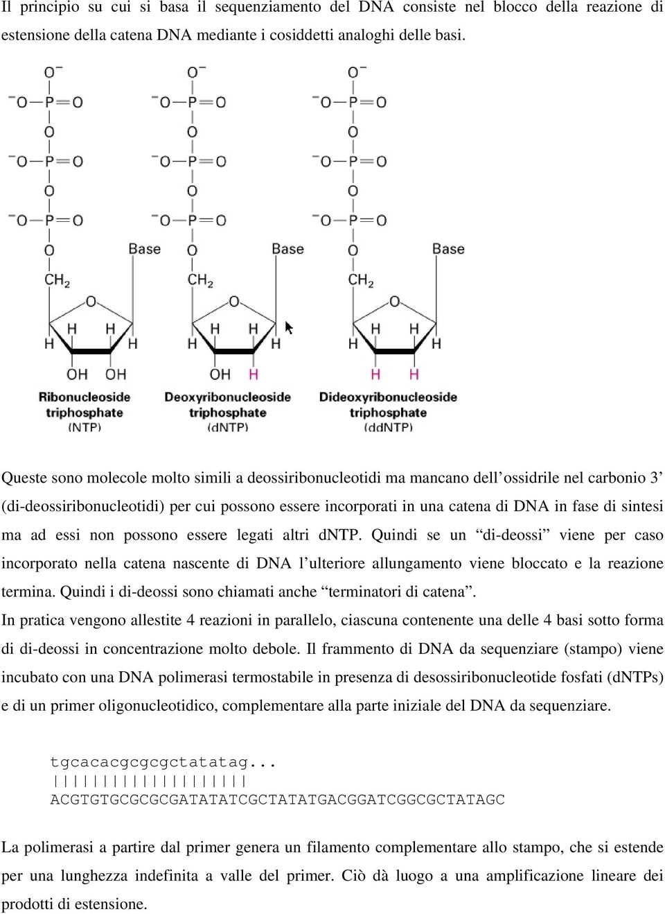 ma ad essi non possono essere legati altri dntp. Quindi se un di-deossi viene per caso incorporato nella catena nascente di DNA l ulteriore allungamento viene bloccato e la reazione termina.