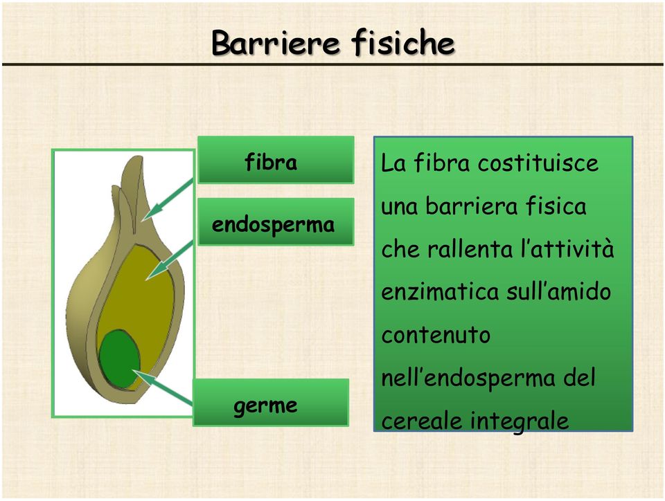 attività enzimatica sull amido