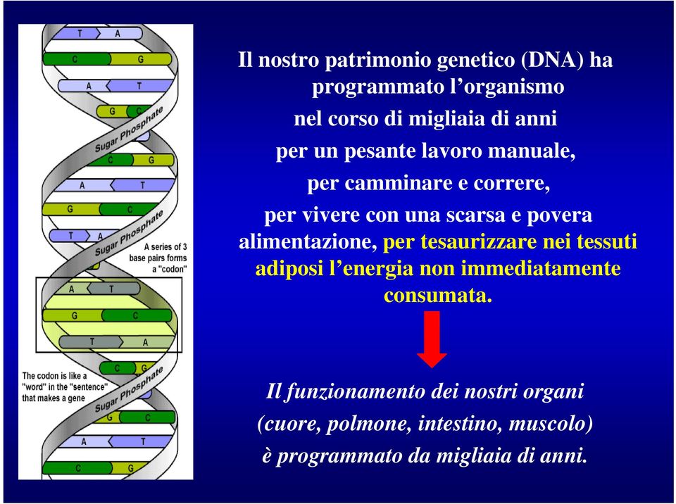 alimentazione, per tesaurizzare nei tessuti adiposi l energia non immediatamente consumata.