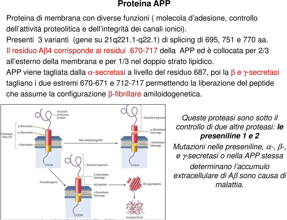 APP viene tagliata dalla α-secretasi a livello del residuo 687, poi la β e γ-secretasi tagliano i due estremi 670-671 e 712-717 permettendo la liberazione del peptide che assume la configurazione