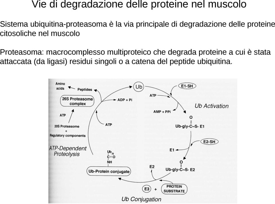 citosoliche nel muscolo Proteasoma: macrocomplesso multiproteico che