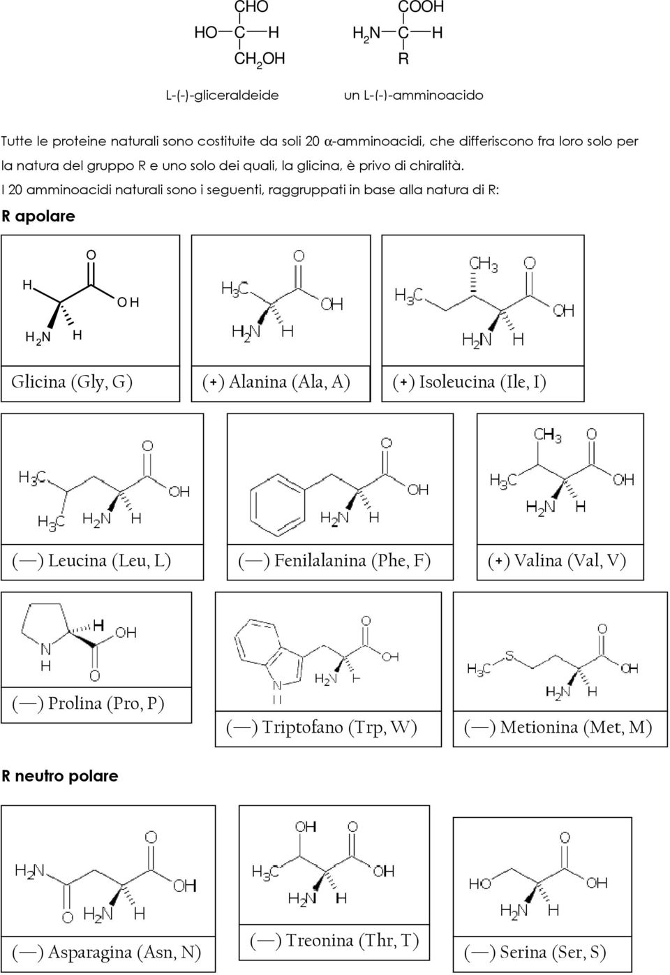 I 20 amminoacidi naturali sono i seguenti, raggruppati in base alla natura di R: R apolare Glicina (Gly, G) (+) Alanina (Ala, A) (+) Isoleucina (Ile, I) (