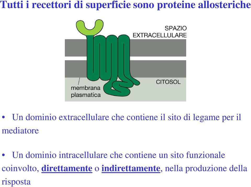 mediatore Un dominio intracellulare che contiene un sito