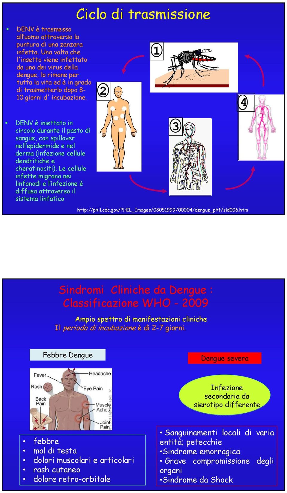 Ciclo di trasmissione 2 4 DENV è iniettato in circolo durante il pasto di sangue, con spillover nell epidermide e nel derma (infezione cellule dendritiche e cheratinociti).