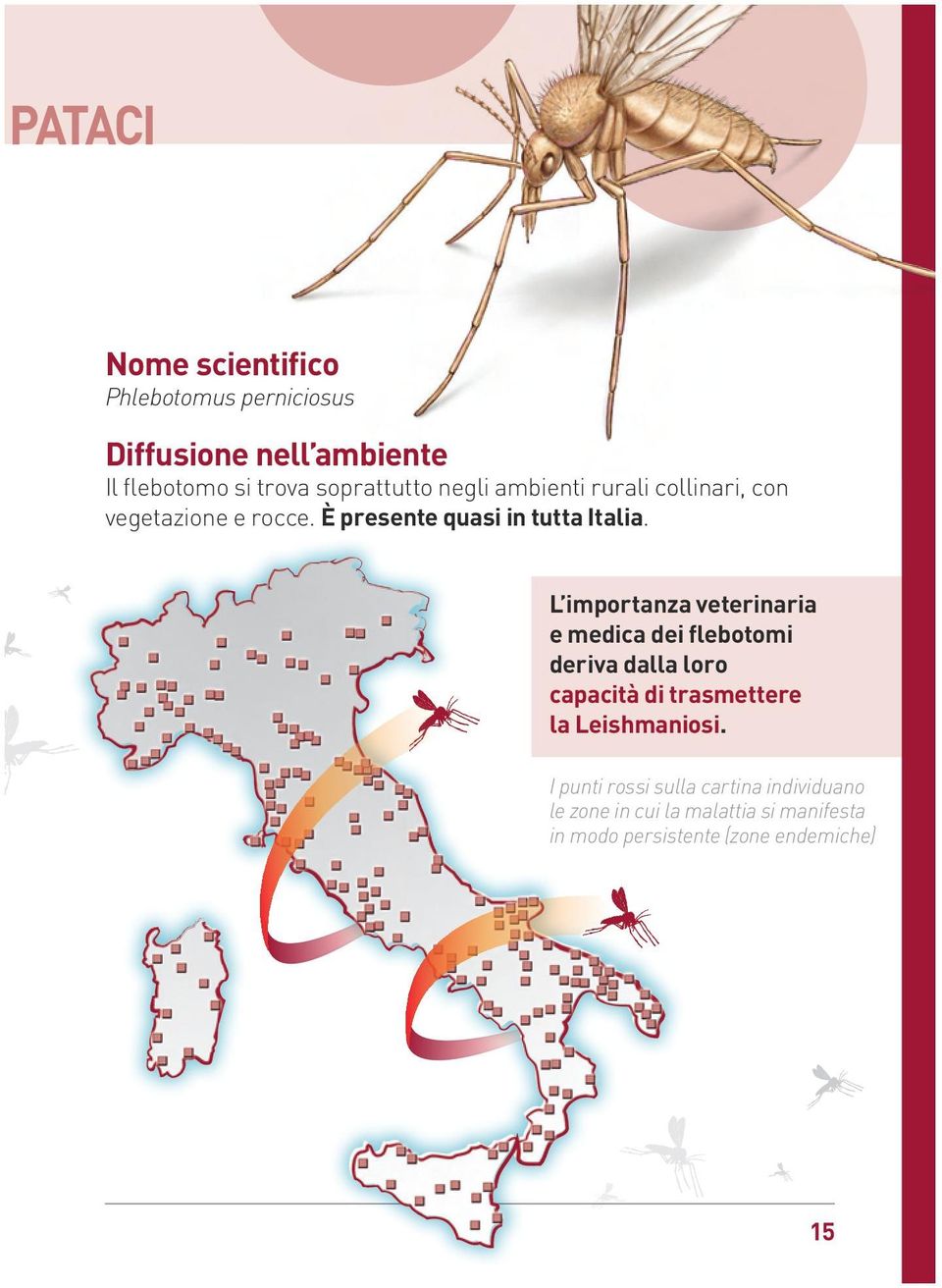 L importanza veterinaria e medica dei flebotomi deriva dalla loro capacità di trasmettere la Leishmaniosi.