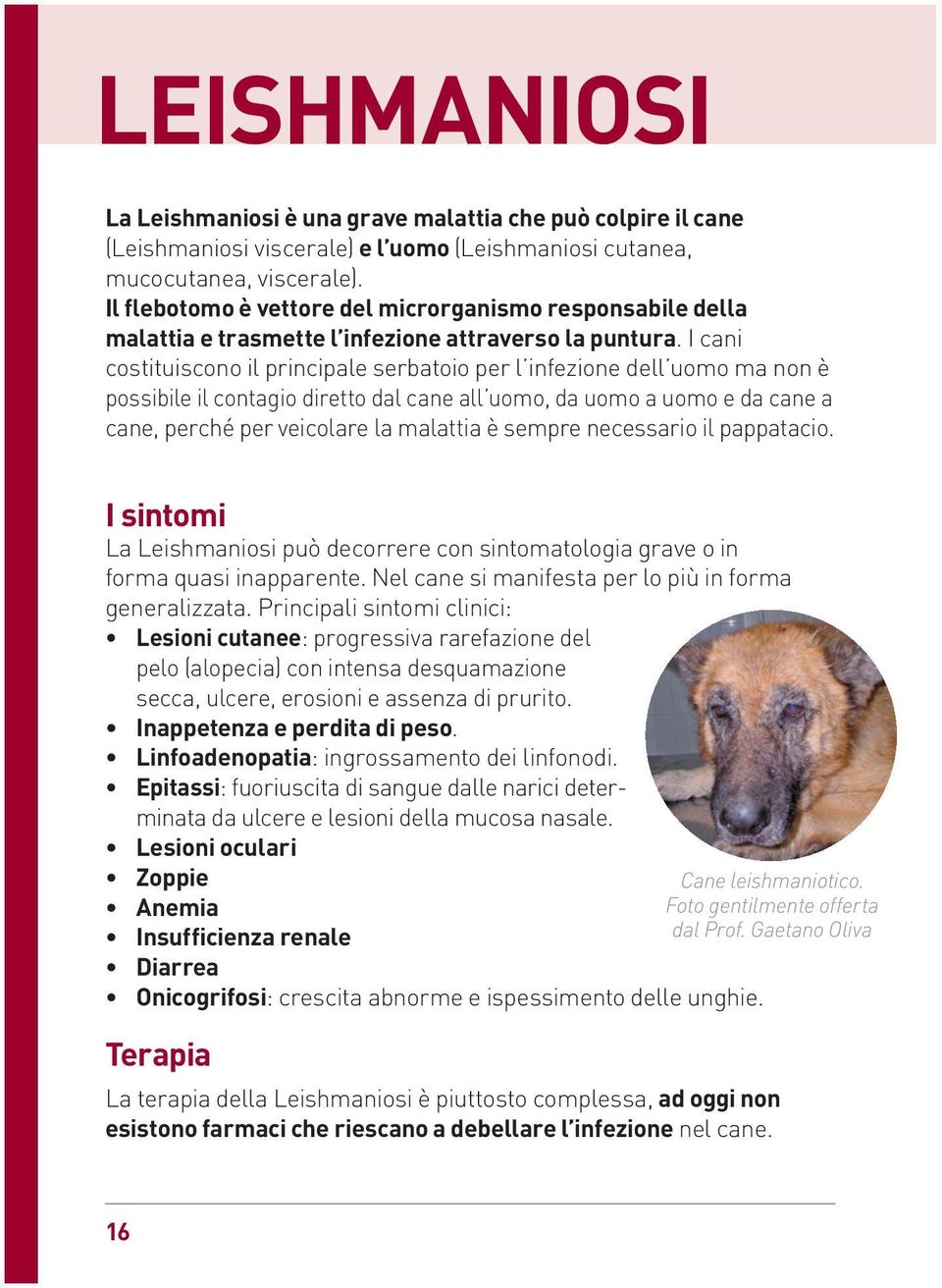 I cani costituiscono il principale serbatoio per l infezione dell uomo ma non è possibile il contagio diretto dal cane all uomo, da uomo a uomo e da cane a cane, perché per veicolare la malattia è