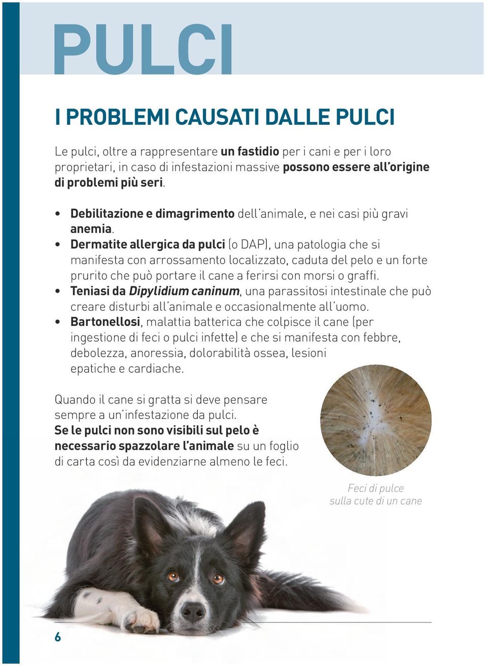 Dermatite allergica da pulci (o DAP), una patologia che si manifesta con arrossamento localizzato, caduta del pelo e un forte prurito che può portare il cane a ferirsi con morsi o graffi.