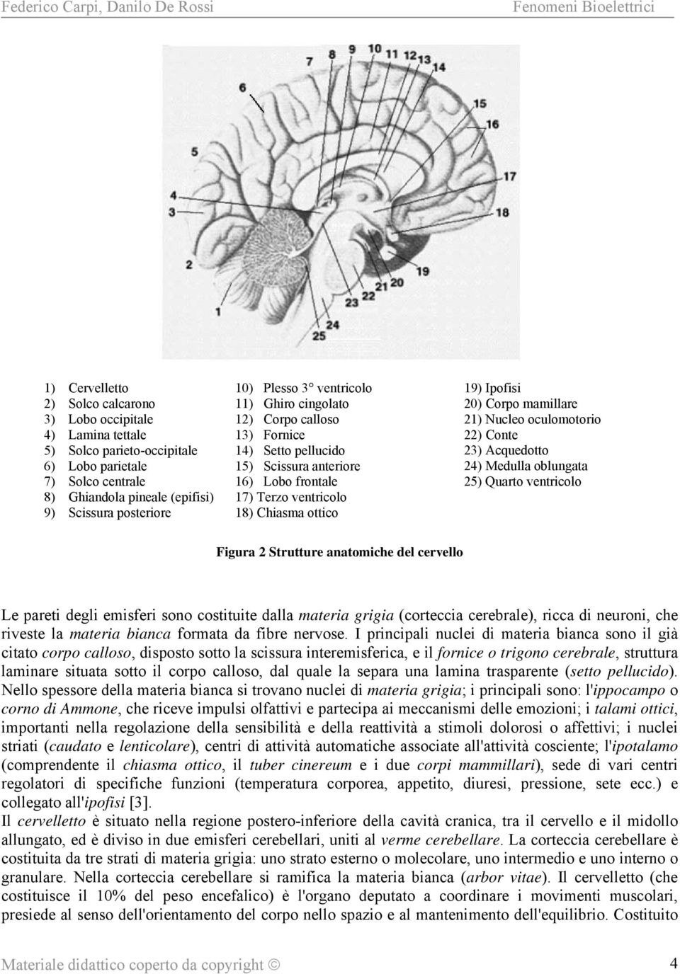 Nucleo oculomotorio 22) Conte 23) Acquedotto 24) Medulla oblungata 25) Quarto ventricolo Figura 2 Strutture anatomiche del cervello Le pareti degli emisferi sono costituite dalla materia grigia