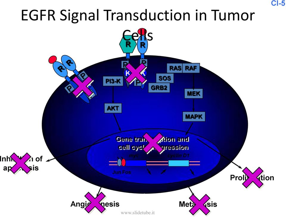 apoptosis Gene transcription and cell cycle progression