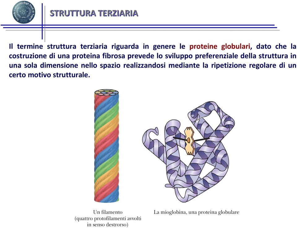 lo sviluppo preferenziale della struttura in una sola dimensione nello