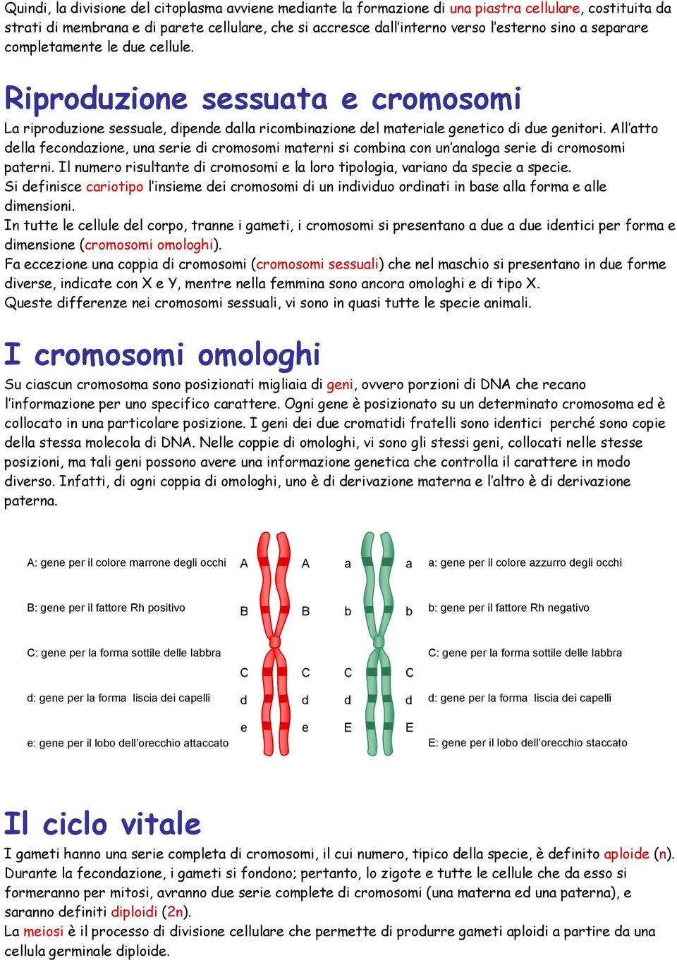 All atto della fecondazione, una serie di cromosomi materni si combina con un analoga serie di cromosomi paterni. Il numero risultante di cromosomi e la loro tipologia, variano da specie a specie.