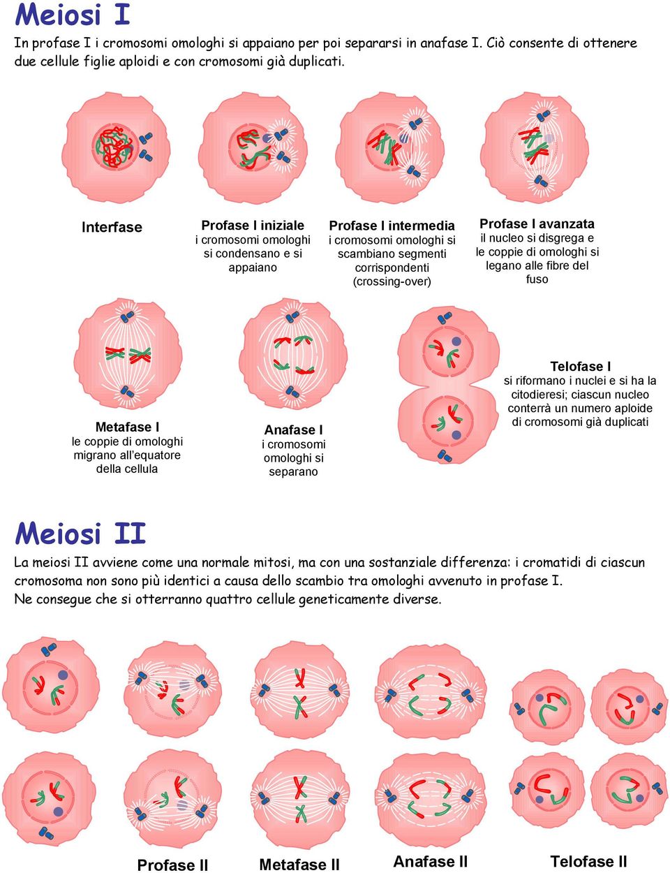 nucleo si disgrega e le coppie di omologhi si legano alle fibre del fuso Metafase I le coppie di omologhi migrano all equatore della cellula Anafase I i cromosomi omologhi si separano Telofase I si