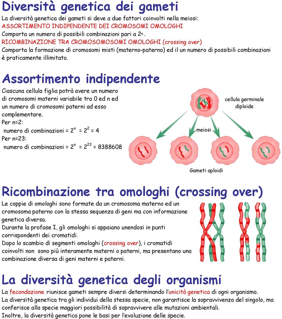 RICOMBINAZIONE TRA CROMOSOMOSOMI OMOLOGHI (crossing over) Comporta la formazione di cromosomi misti (materno-paterno) ed il un numero di possibili combinazioni è praticamente illimitato.