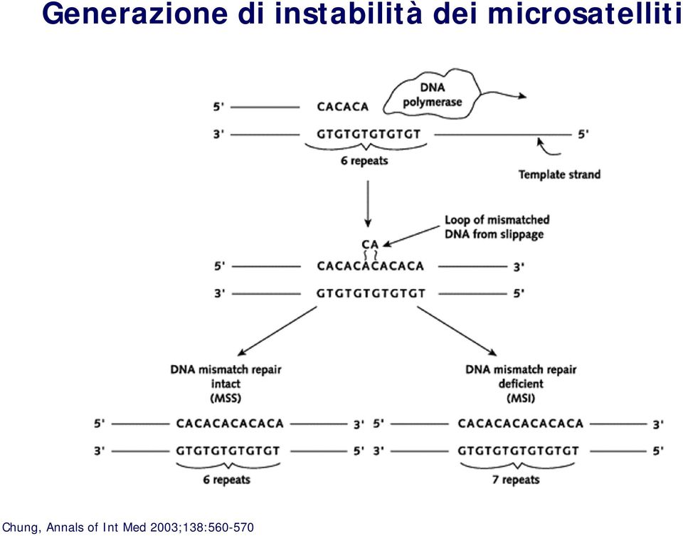 microsatelliti Chung,