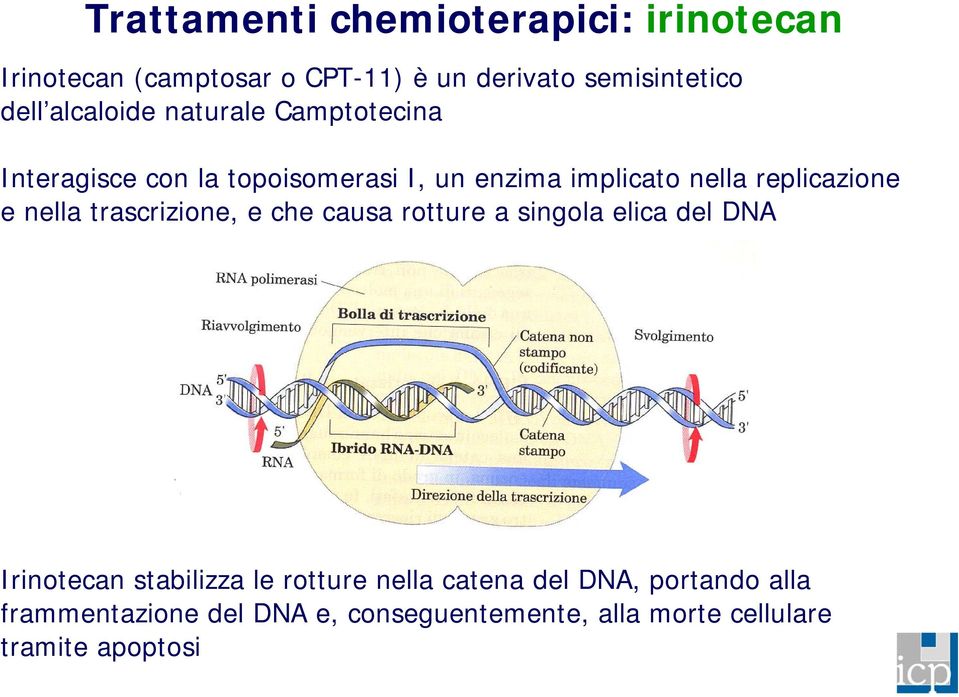 e nella trascrizione, e che causa rotture a singola elica del DNA Irinotecan stabilizza le rotture nella