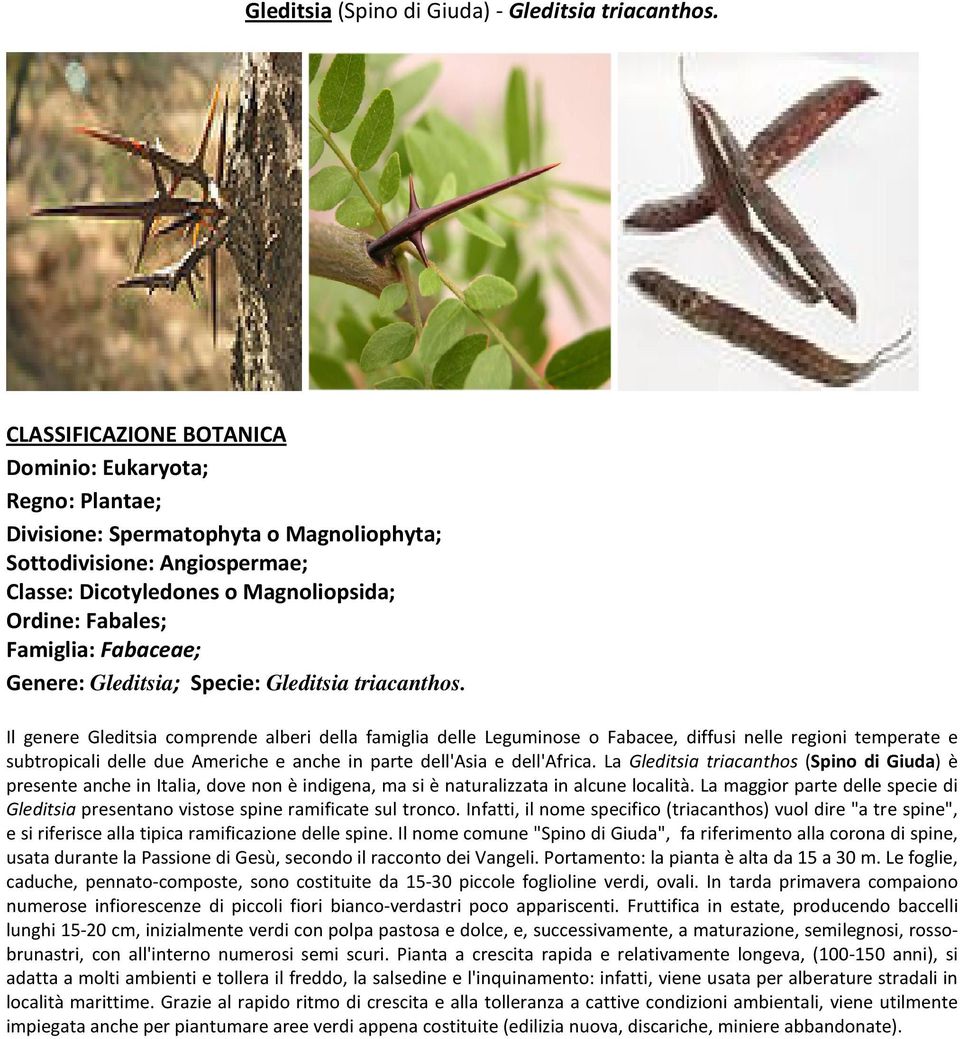La Gleditsia triacanthos (Spino di Giuda) è presente anche in Italia, dove non è indigena, ma si è naturalizzata in alcune località.
