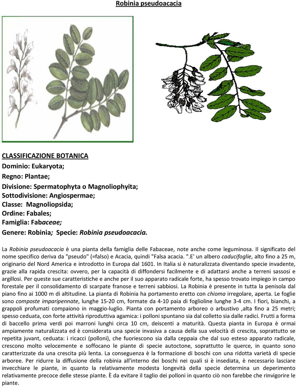 seudo" (=falso) e Acacia, quindi "Falsa acacia. ".E' un albero caducifoglie, alto fino a 25 m, originario del Nord America e introdotto in Europa dal 1601.