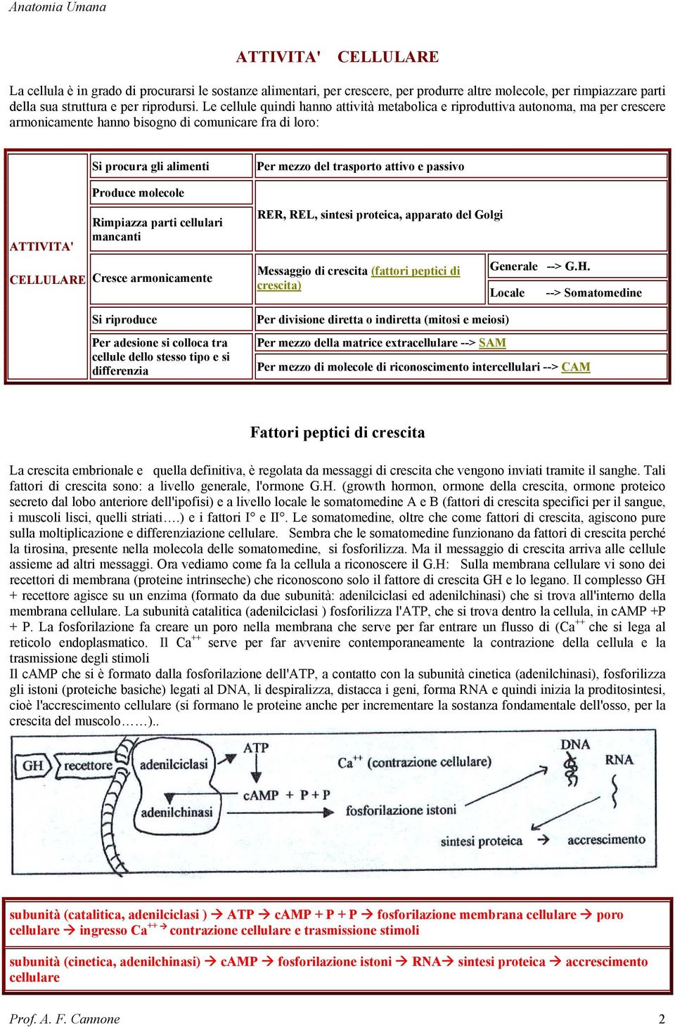 molecole Rimpiazza parti cellulari mancanti Cresce armonicamente Si riproduce Per adesione si colloca tra cellule dello stesso tipo e si differenzia Per mezzo del trasporto attivo e passivo RER, REL,