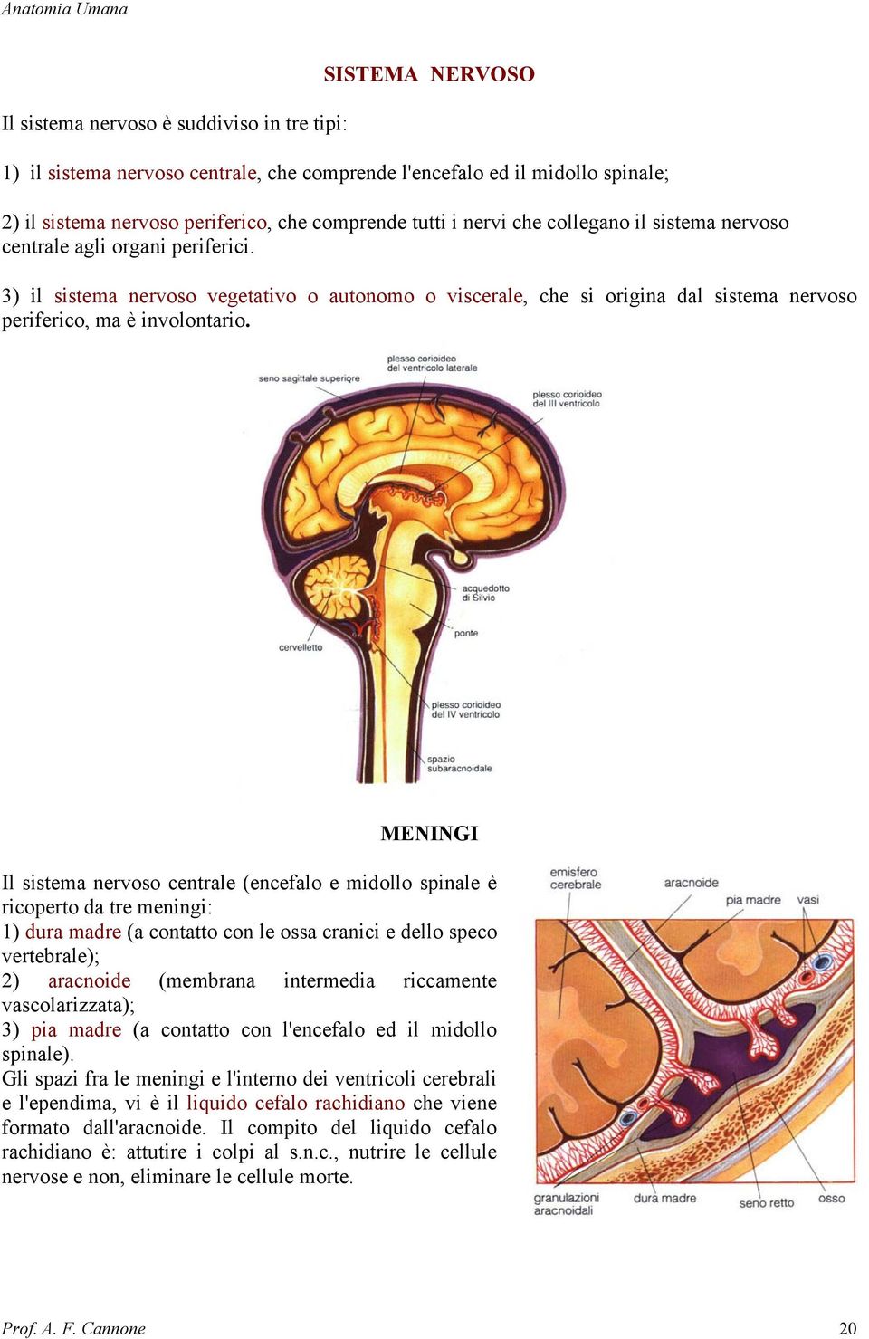 MENINGI Il sistema nervoso centrale (encefalo e midollo spinale è ricoperto da tre meningi: 1) dura madre (a contatto con le ossa cranici e dello speco vertebrale); 2) aracnoide (membrana intermedia