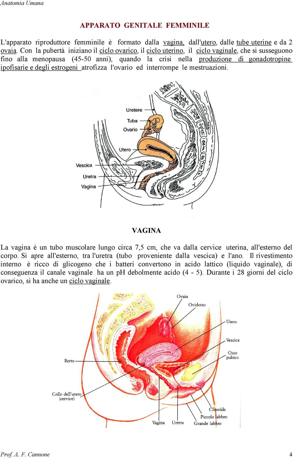 estrogeni atrofizza l'ovario ed interrompe le mestruazioni. VAGINA La vagina è un tubo muscolare lungo circa 7,5 cm, che va dalla cervice uterina, all'esterno del corpo.