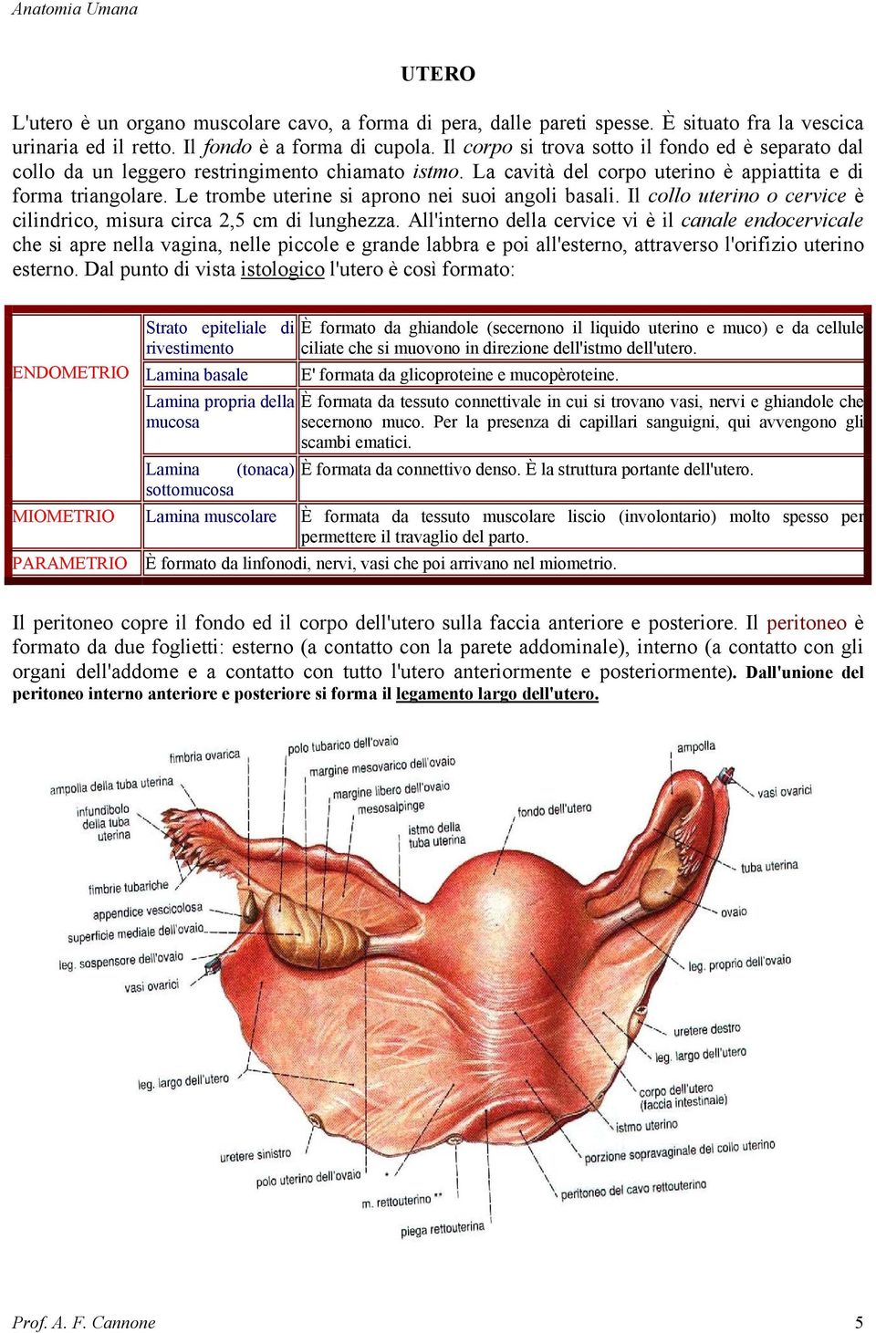 Le trombe uterine si aprono nei suoi angoli basali. Il collo uterino o cervice è cilindrico, misura circa 2,5 cm di lunghezza.