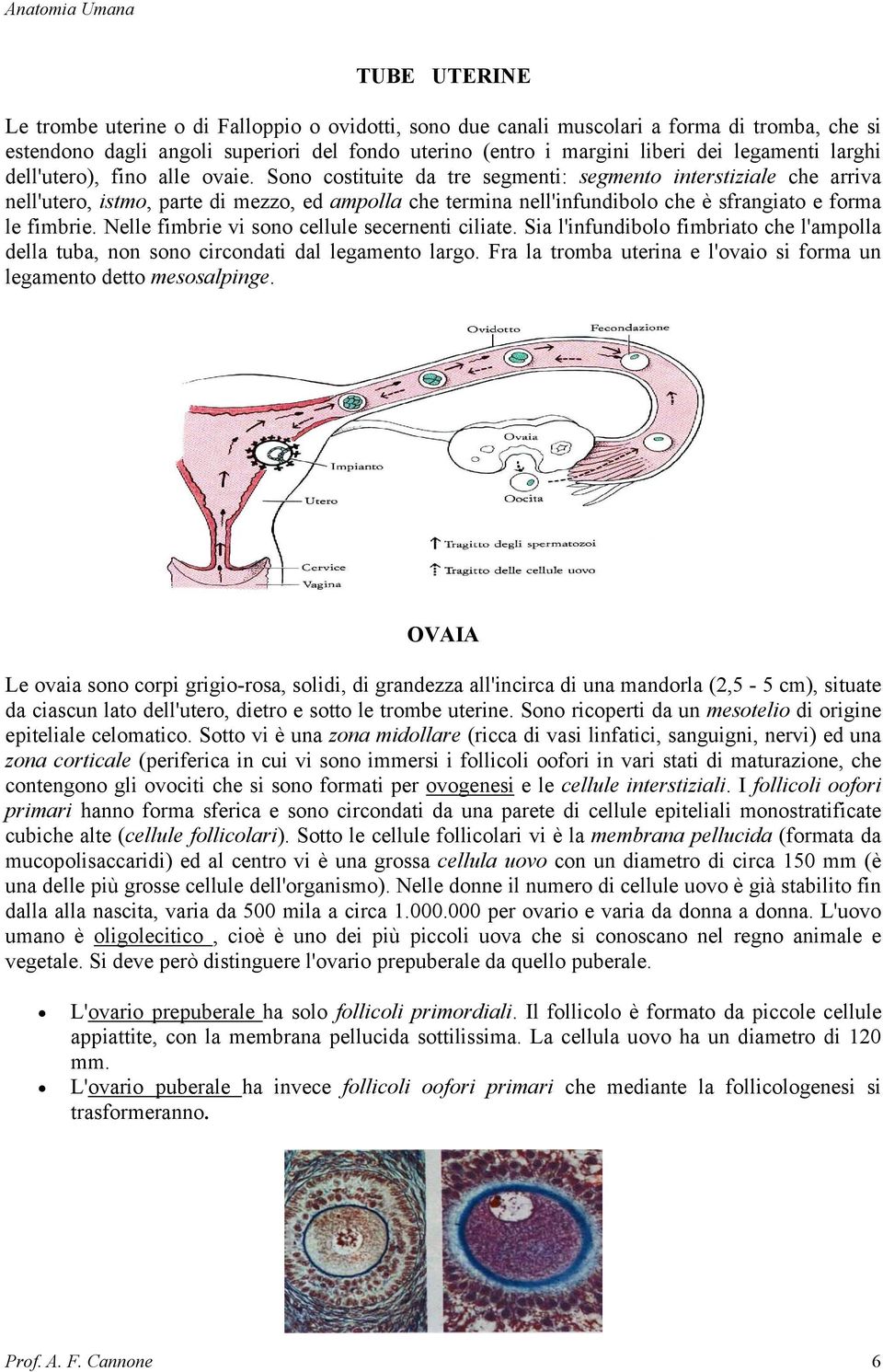 Sono costituite da tre segmenti: segmento interstiziale che arriva nell'utero, istmo, parte di mezzo, ed ampolla che termina nell'infundibolo che è sfrangiato e forma le fimbrie.