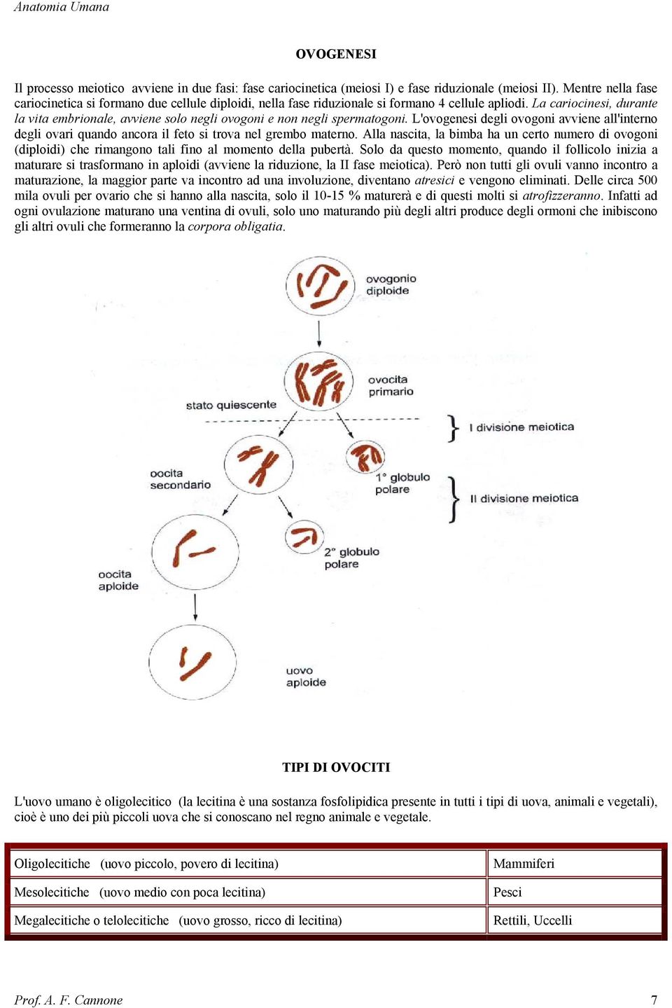 La cariocinesi, durante la vita embrionale, avviene solo negli ovogoni e non negli spermatogoni.