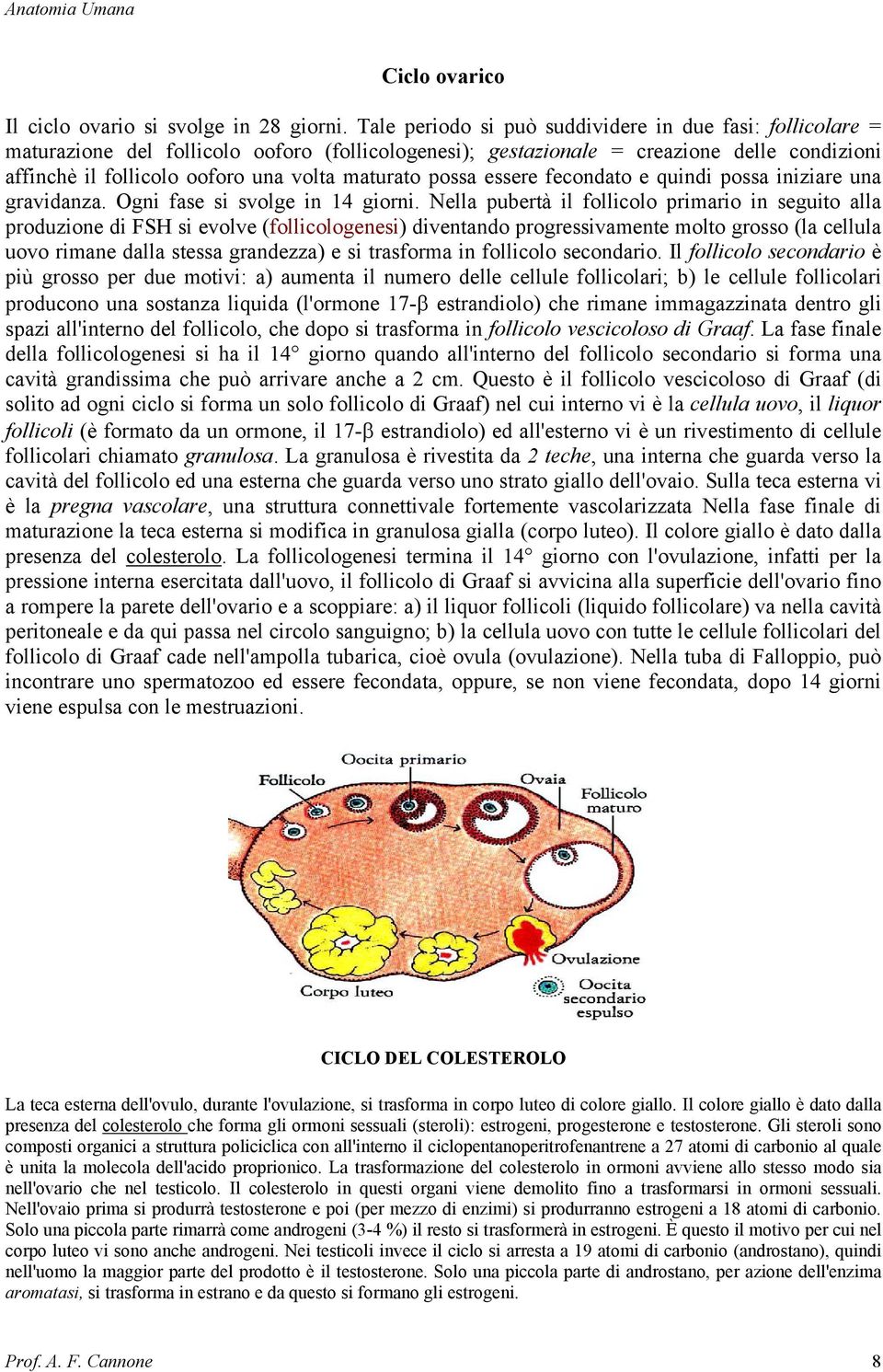 maturato possa essere fecondato e quindi possa iniziare una gravidanza. Ogni fase si svolge in 14 giorni.