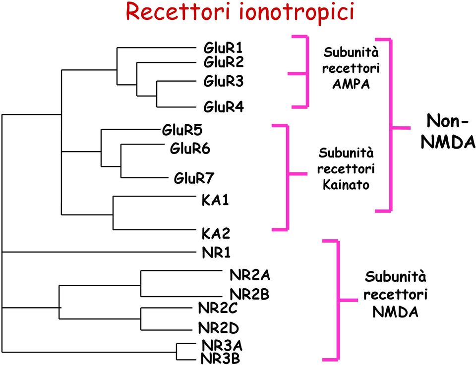 Subunità recettori Kainato Non- NMDA KA2 NR1