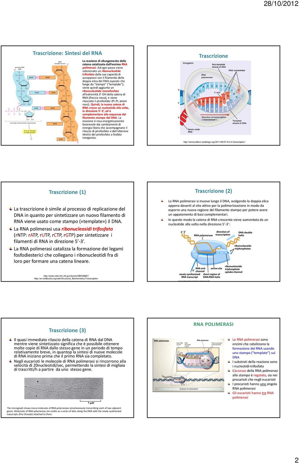 aggiunto un ribonucleotide monofosfato all estremità 3 OH della catena di RNA (freccia rossa), e viene rilasciato il pirofosfato (Pi Pi; atomi rossi).