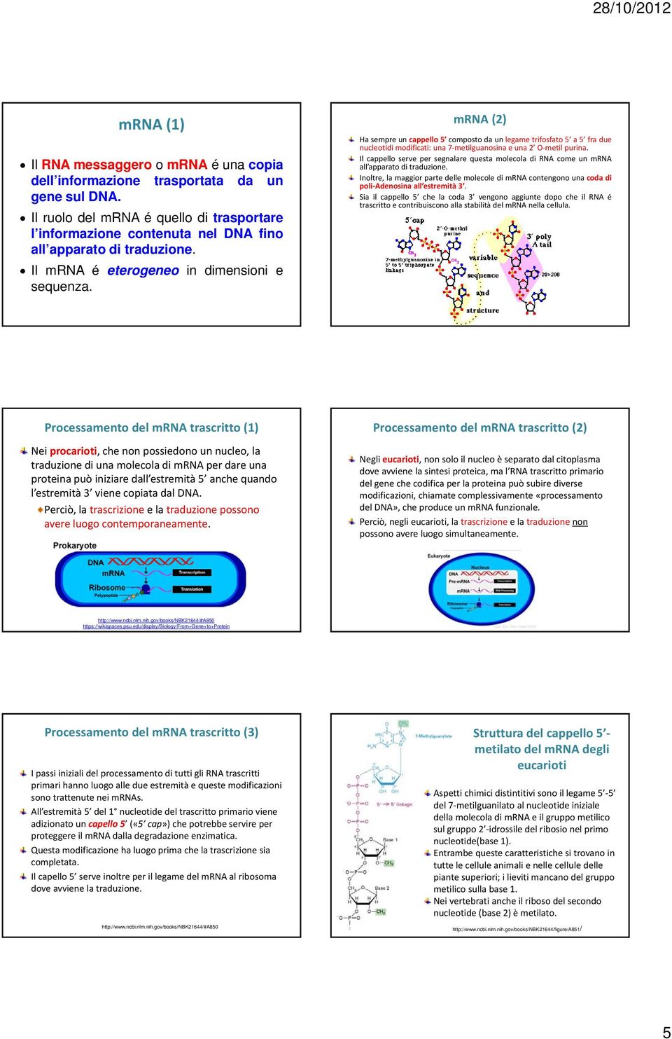 mrna (2) Ha sempre un cappello 5 composto da un legame trifosfato 5 a 5 fra due nucleotidi modificati: una 7 metilguanosina e una2 O metil purina.