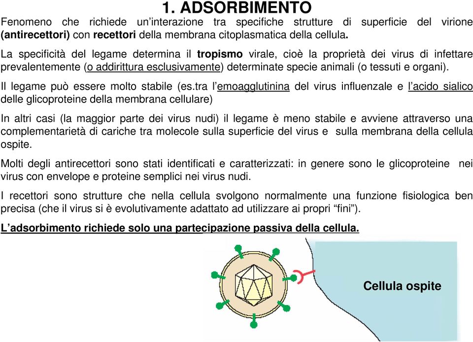 Il legame può essere molto stabile (es.