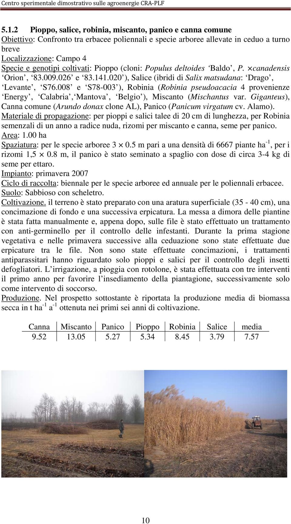008 e S78-003 ), Robinia (Robinia pseudoacacia 4 provenienze Energy, Calabria, Mantova, Belgio ), Miscanto (Mischantus var.