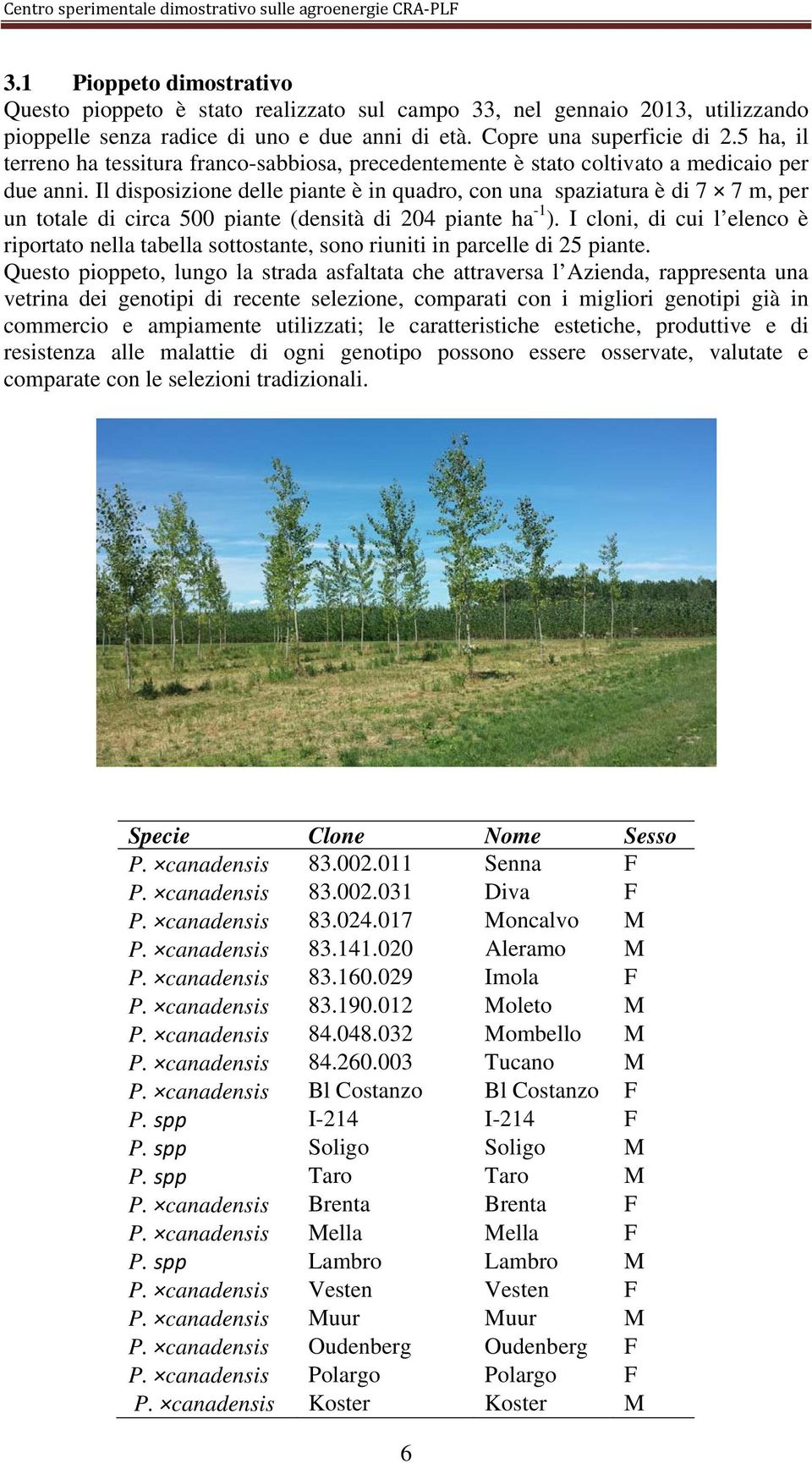 Il disposizione delle piante è in quadro, con una spaziatura è di 7 7 m, per un totale di circa 500 piante (densità di 204 piante ha -1 ).