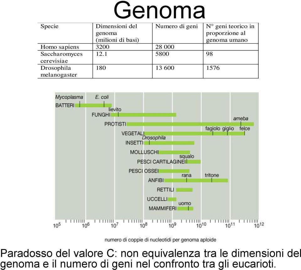 1 5800 98 cerevisiae Drosophila melanogaster 180 13 600 1576 N geni teorico in