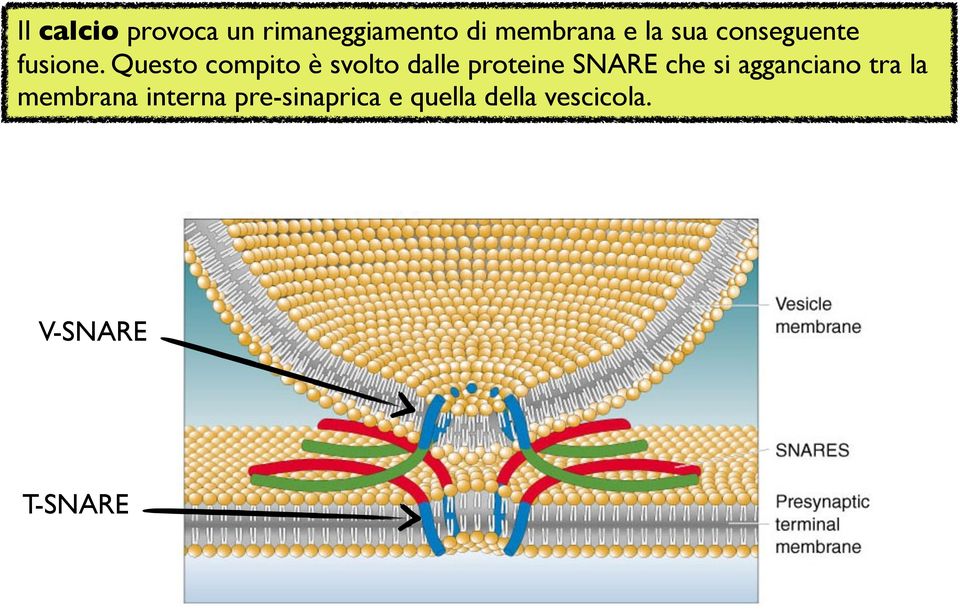 Questo compito è svolto dalle proteine SNARE che si